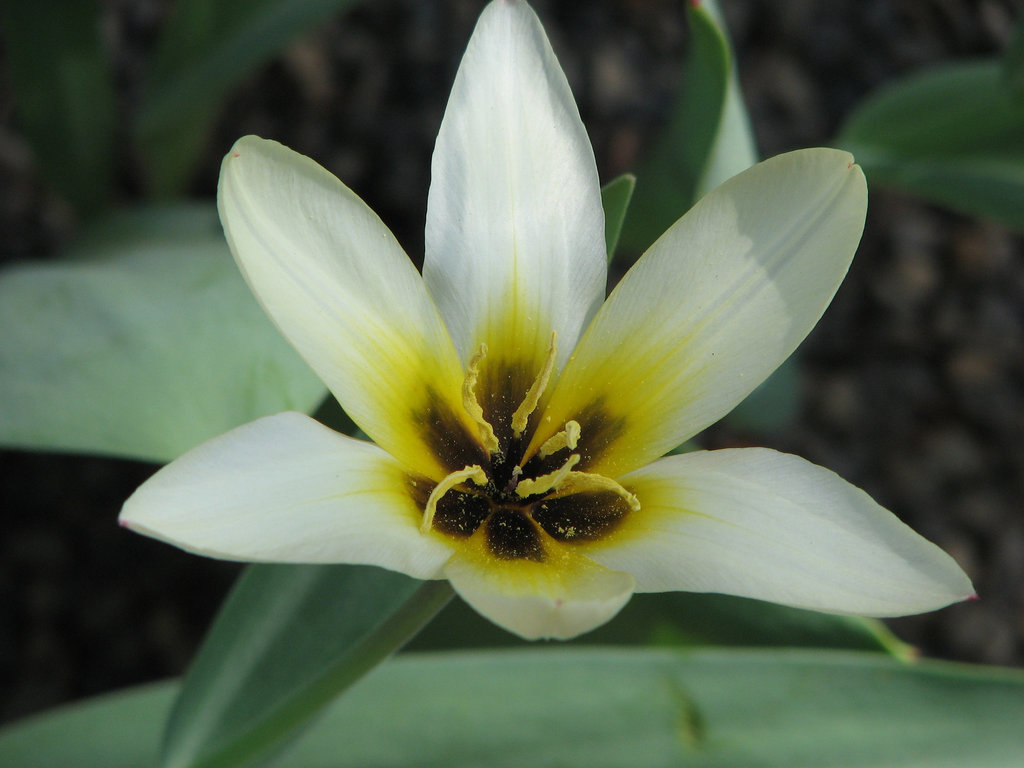 Cream Tulip