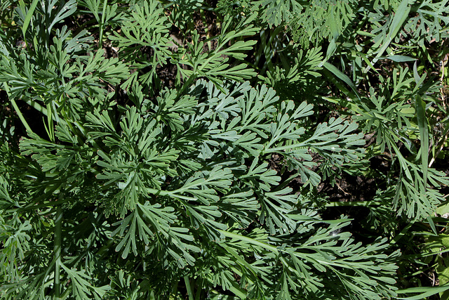 Eschscholzia californica - pavot de Californie