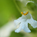 White Bugle Flower