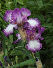 Iris Mariposa Autumn