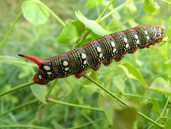 Leafy Spurge Hawk Moth caterpillar