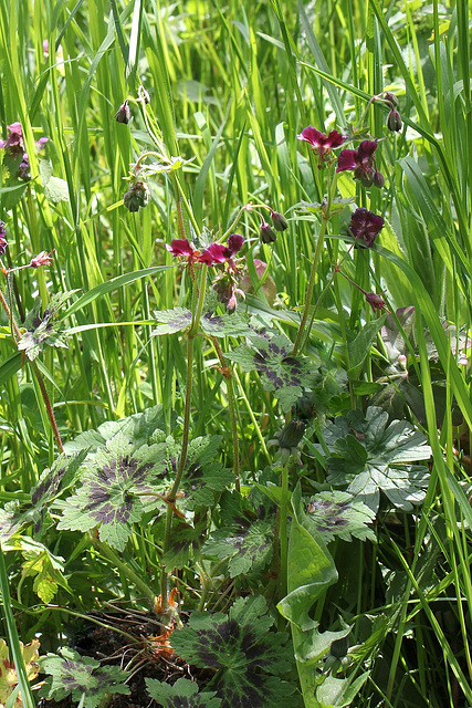 Geranium phaeum