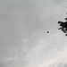 Three Red Kites