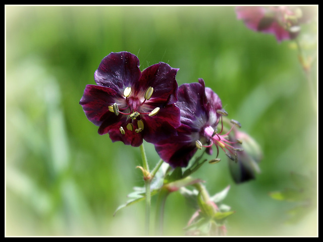 Geranium phaeum