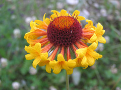 Gaillardia Fanfare