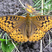 Fritillary Butterfly