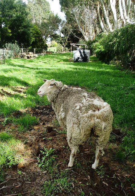 Lucky the sheep