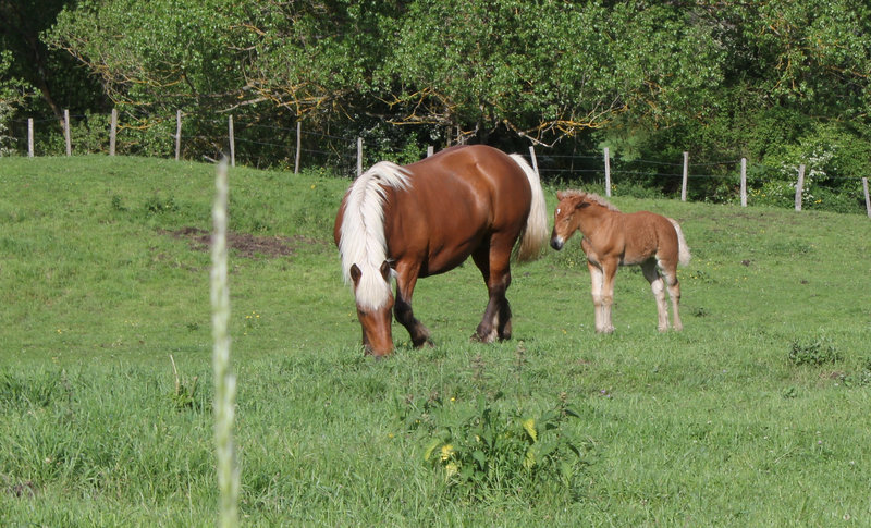 Chevaux comtois (5) Chevaux comtois (5)