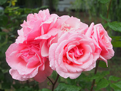 A rose at the campsite.