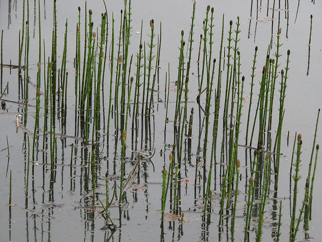 Water Horsetail