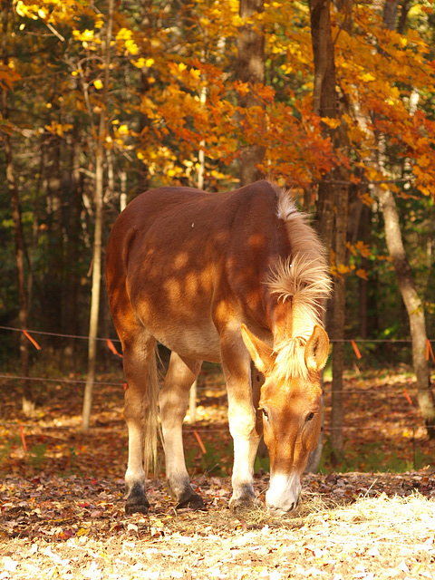 mule in dappled autumn sun