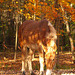 mule in dappled autumn sun