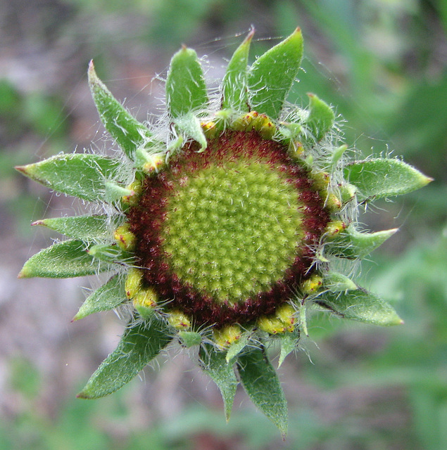 Gaillardia in bud