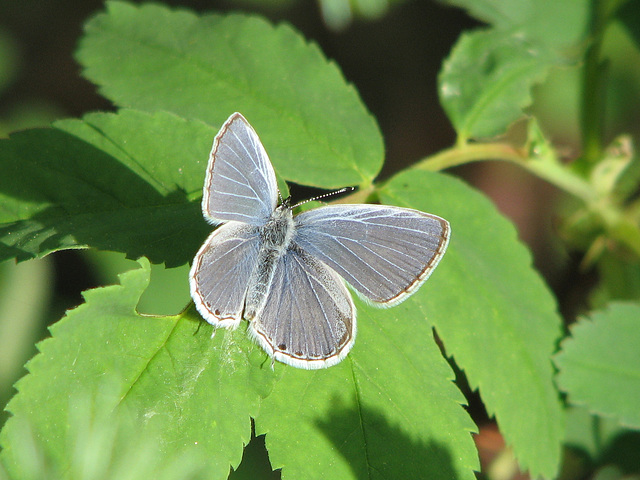 Western Tailed Blue