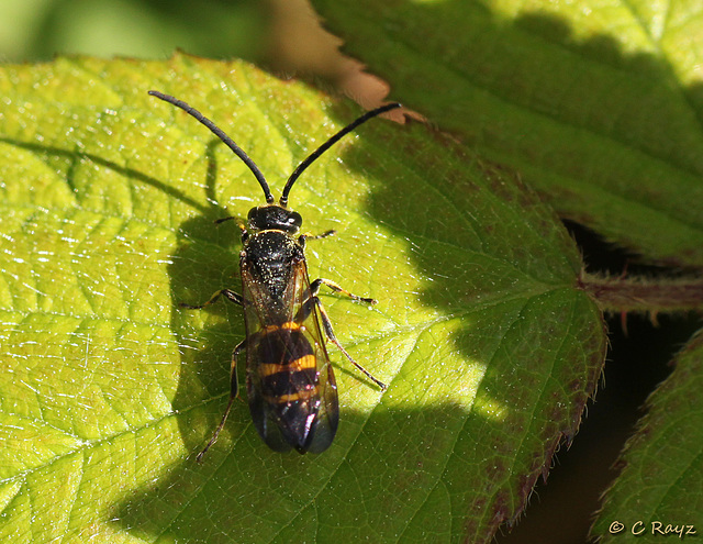 Potter Wasp