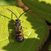 Potter Wasp