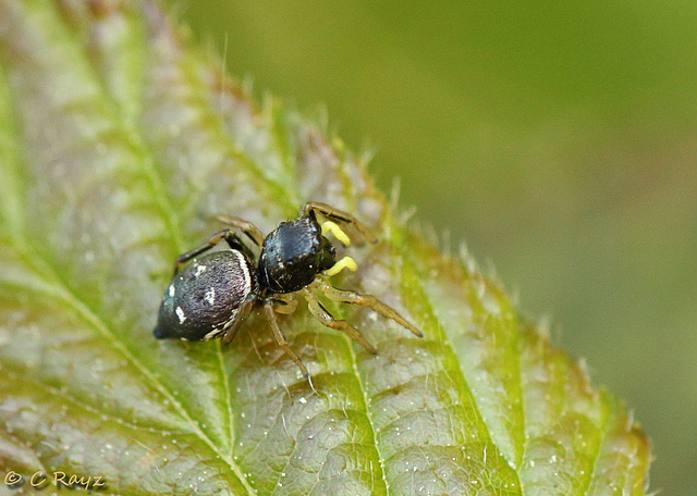 Heliophanus sp