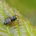 Heliophanus sp