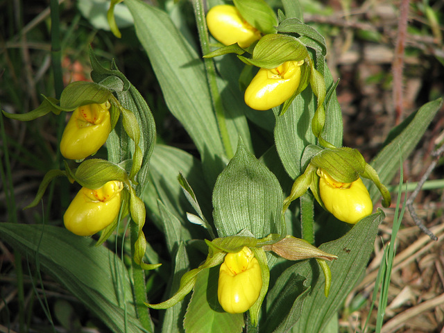 Yellow lady's-slipper