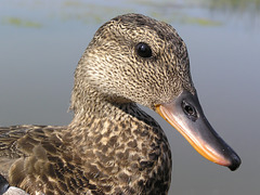 Female Gadwall