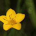 Yellow Pimpernel