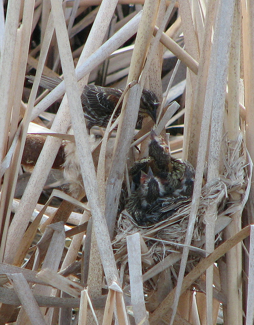 Feeding time