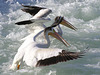 American White Pelicans