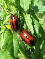 Red Turnip Beetles