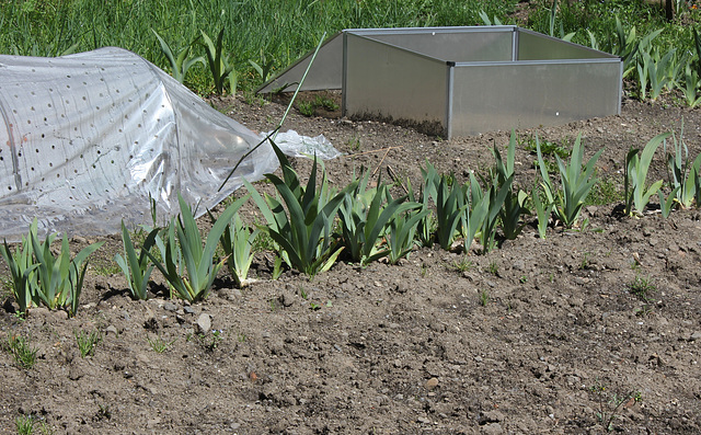 Iris , début mai
