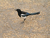 Magpie