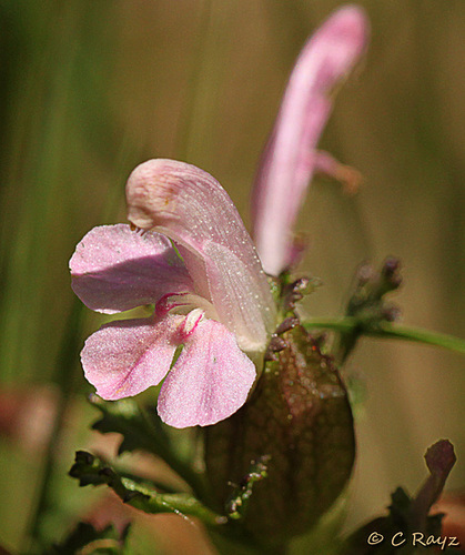 Lousewort