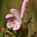 Lousewort