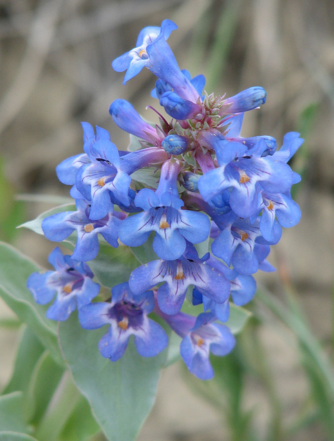 Beardtongue