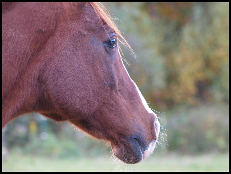 nybbie, profile