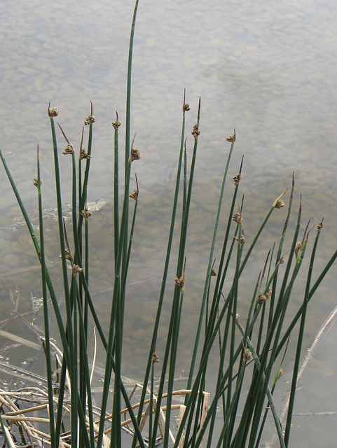 Wetland serenity