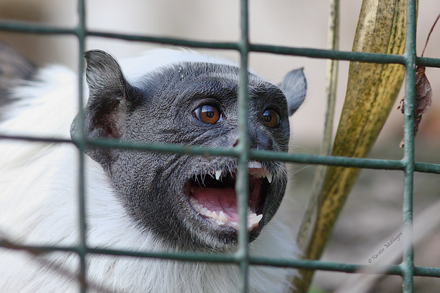 Manteläffchen (Zoopark Erfurt)