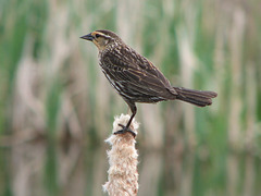 Female Red-winged Blackbird