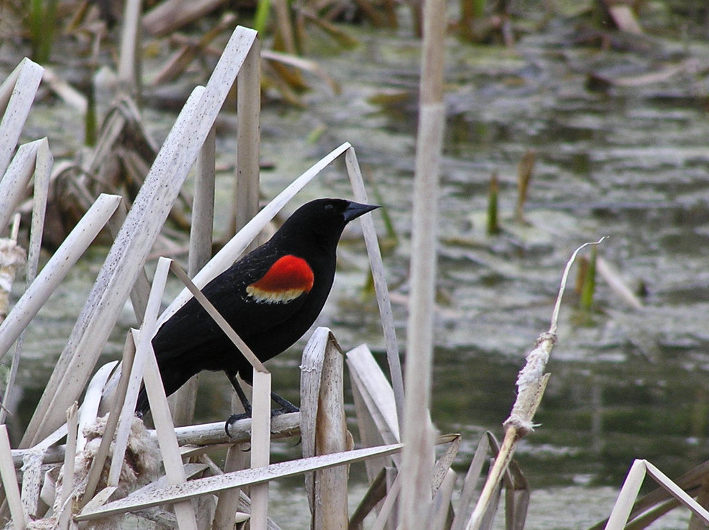 Red-winged Blackbird