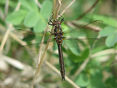 American Emerald