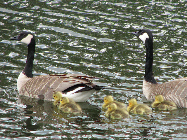 Family swim