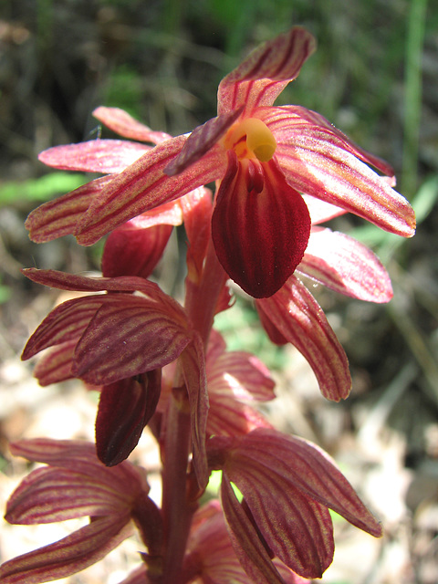 Striped Coralroot