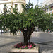 Granada - Granatapfelbaum