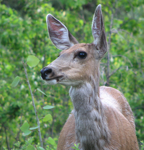 On the alert