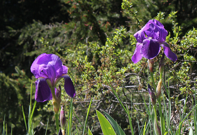 Iris germanica