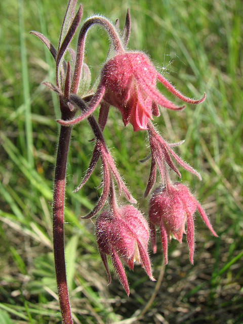 Three-flowered Avens