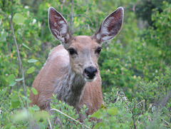 Curious Mule Deer doe