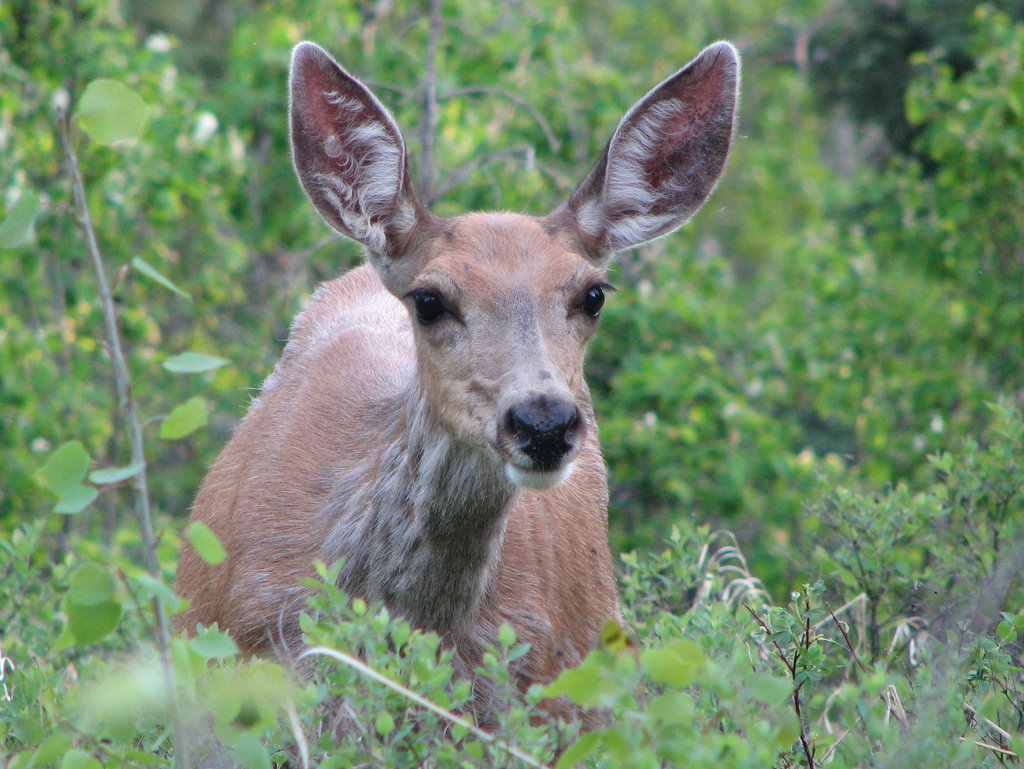 Curious Mule Deer doe