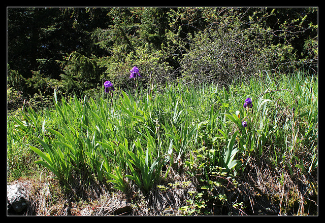 Iris germanica