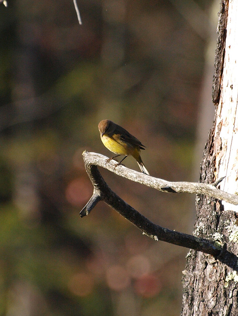 wee yellow bird