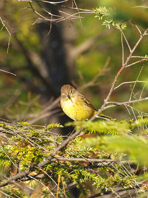 wee yellow bird 2